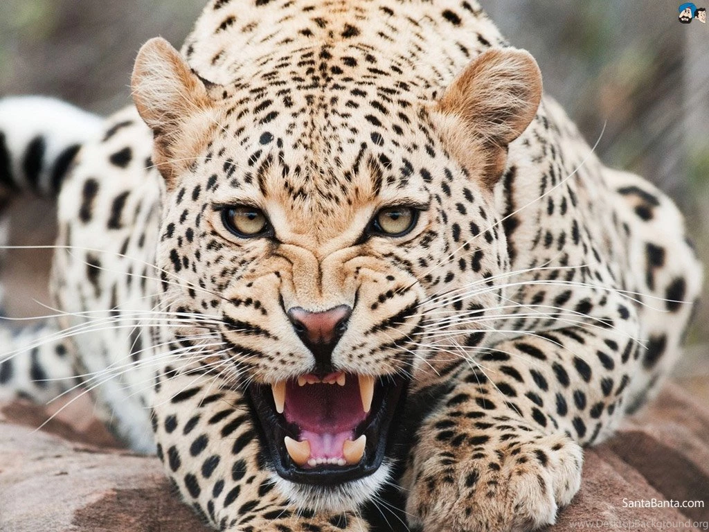 Jaguars Wallpapers