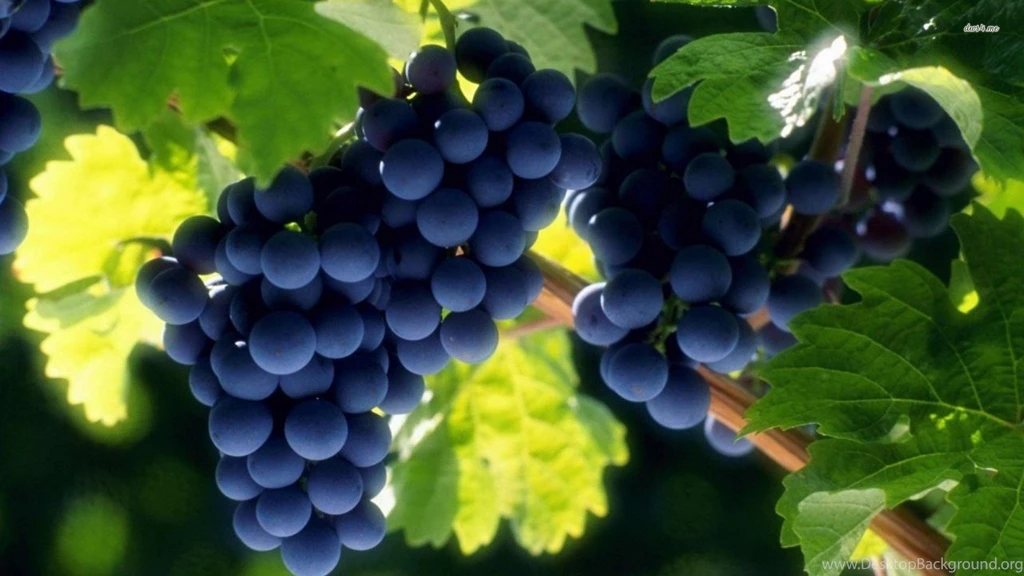 Grapes Wallpaper 7.jpg