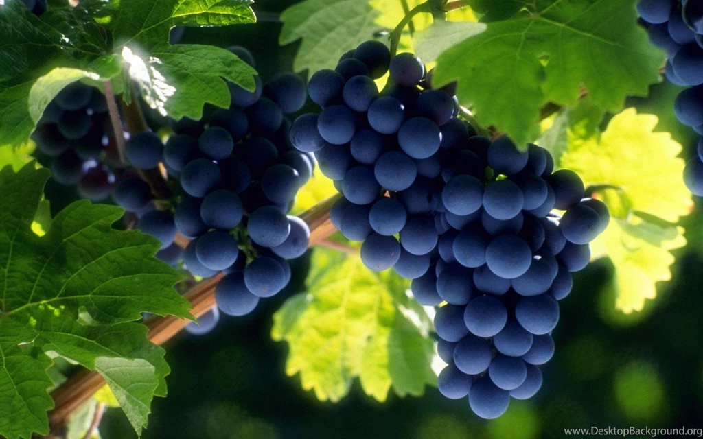 Grape Wallpapers