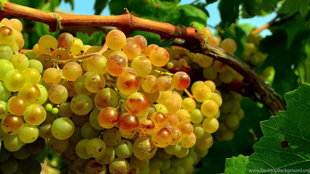 Grape – HD Wallpaper, Wallpapers Pics The Best Wallpapers