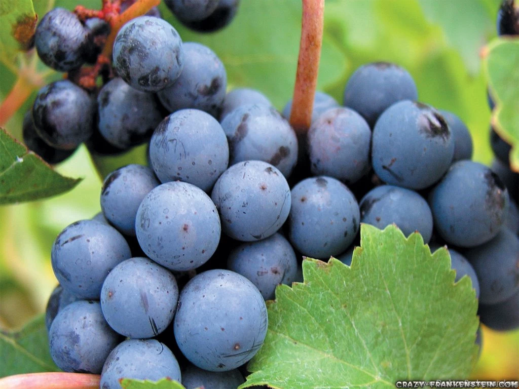 Grapes Fruit Wallpapers Crazy Frankenstein