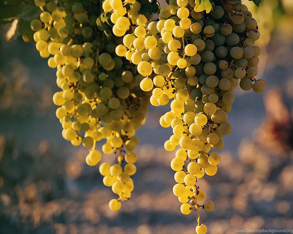 Desktop Wallpapers · Gallery · Nature · Grape