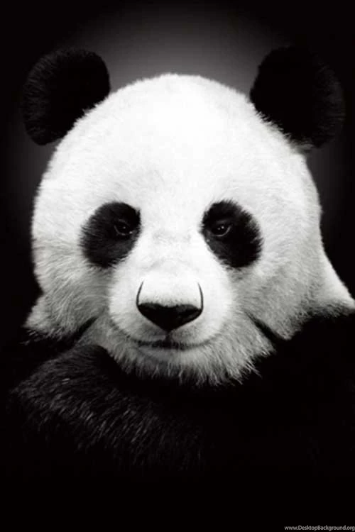 40 New iPhone 4S Wallpapers