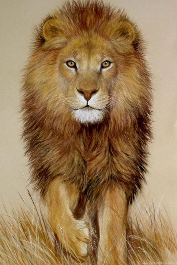Lion Wallpapers Android Apps And Tests AndroidPIT
