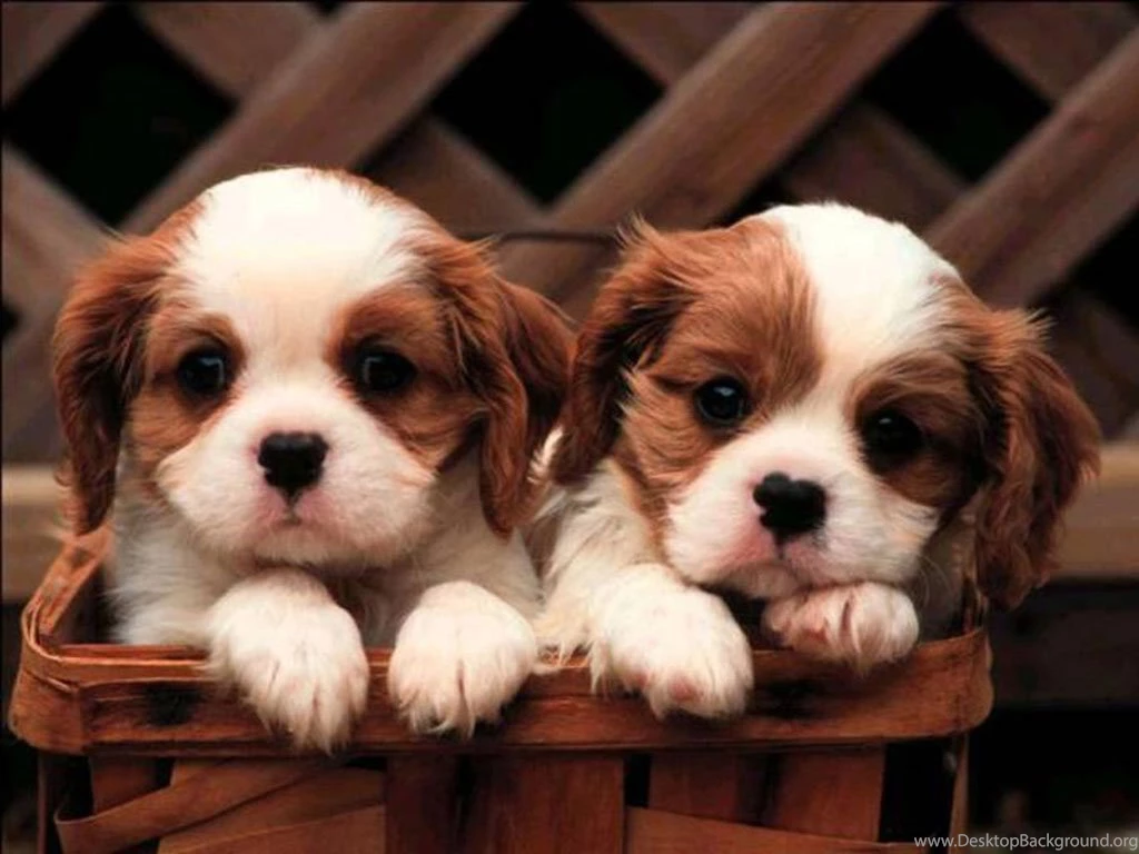 Cute Puppies Images Collection (48+)