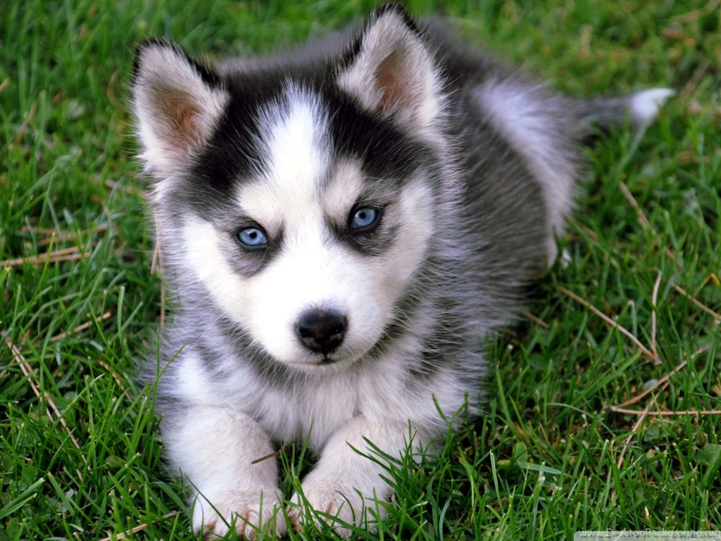 Cute Husky Puppy HD Desktop Wallpapers : High Definition ...