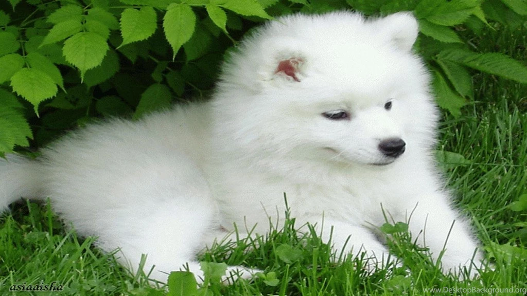 Cute Puppy Christmas Wallpapers