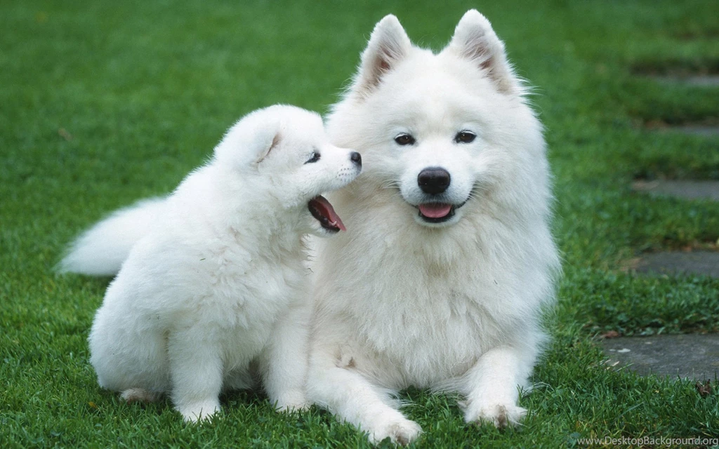 Cute White Puppies 6987261 PetPictures