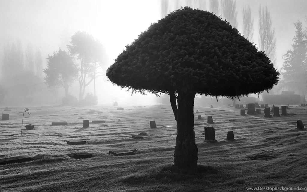 Tree Wallpapers Black And White