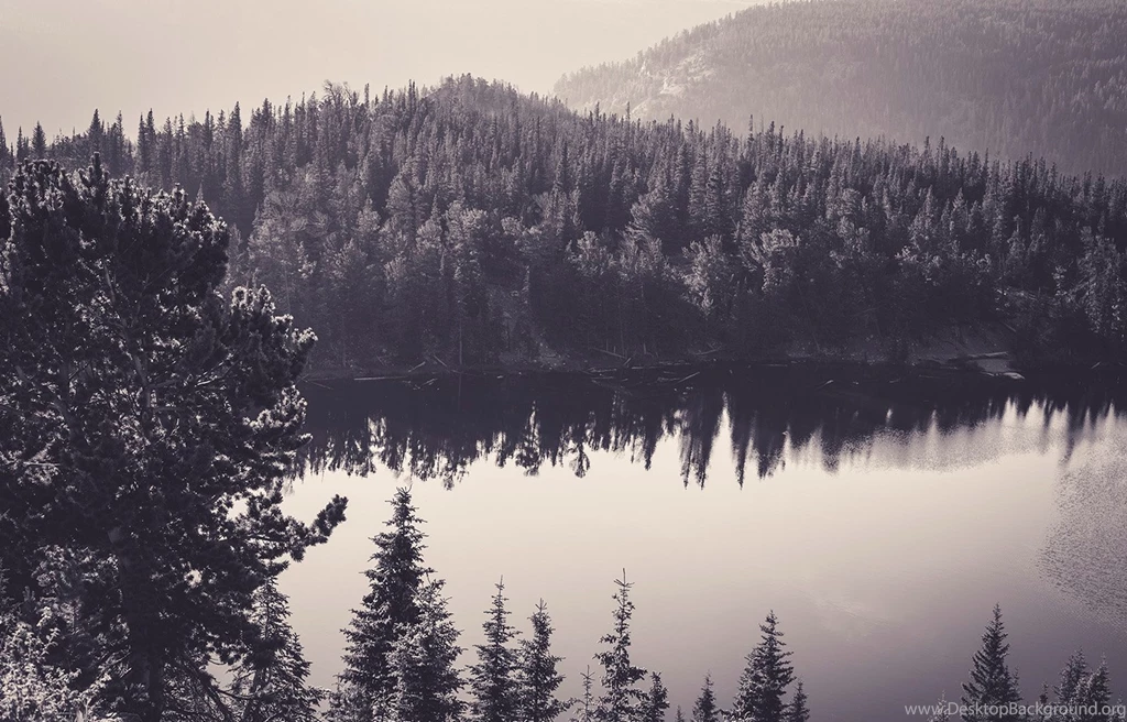 Sea, Black, And, White, Nature, Forest, Monochrome Wallpapers ...