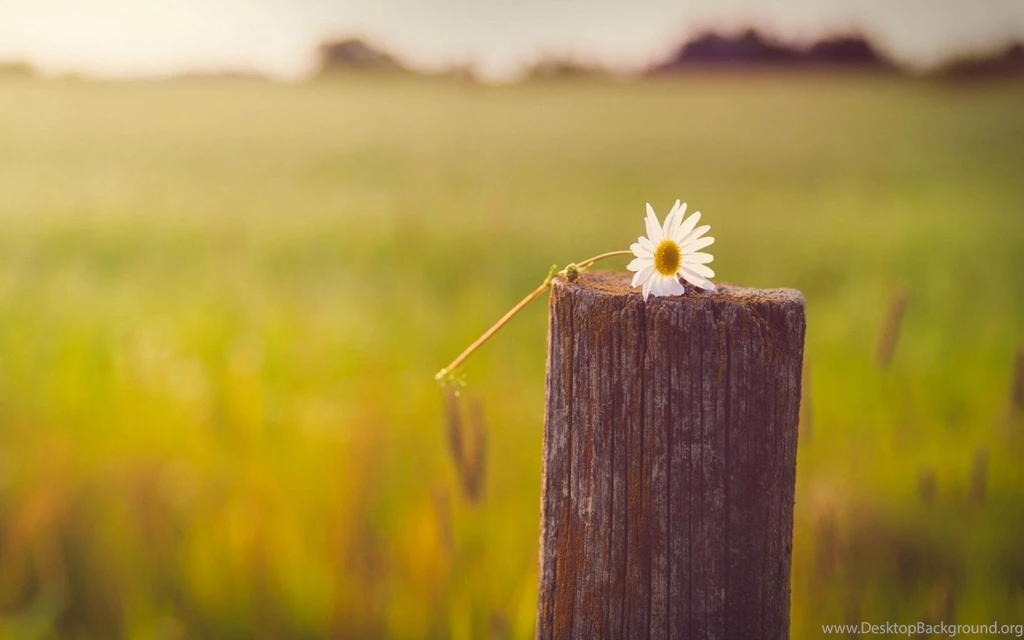 Natural Flower Computer HD Extraordinary Wallpapers Free HD ...