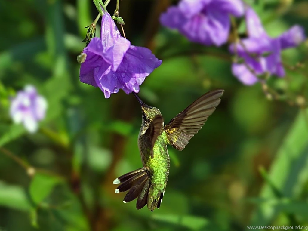 Animals Beautiful Extraordinary Wild Birds Hummingbird Picture ...