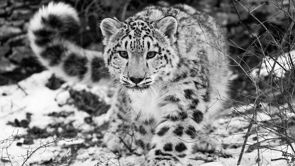 Snow Leopard Wallpapers HD Pictures