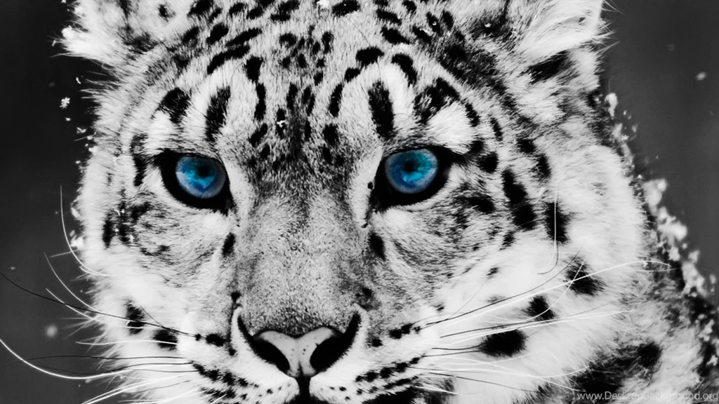 Download Cute White Leopard 1920x1080   Full HD Wall