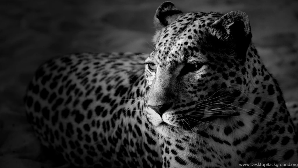 White Leopard Wallpapers
