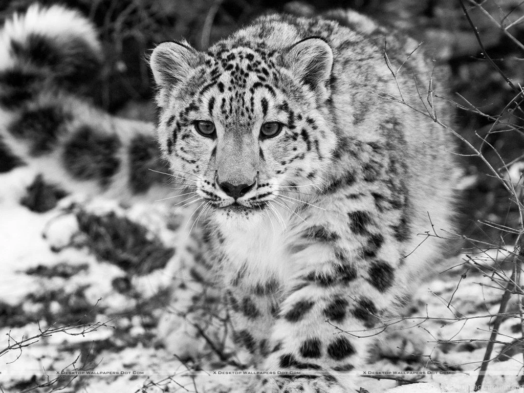 White Leopard Wallpapers