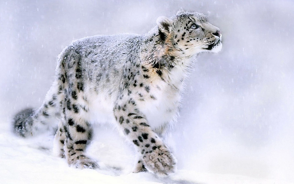 10 White Leopard Wallpaper,Images,Pictures,Photos,HD Wallpapers ...