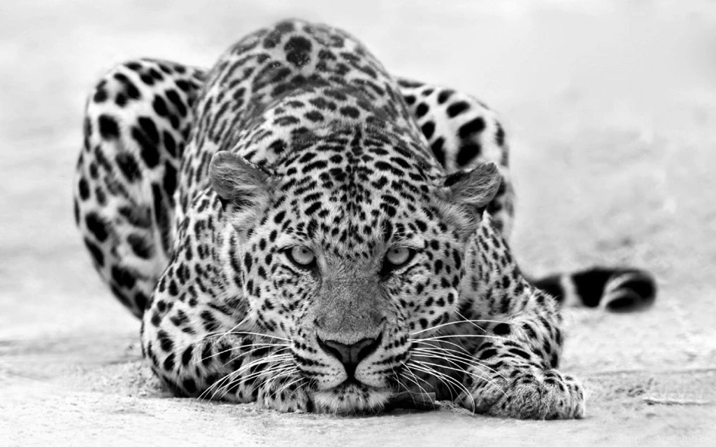 Animals & Birds Tigers Black And White Leopard Staring Wallpapers ...