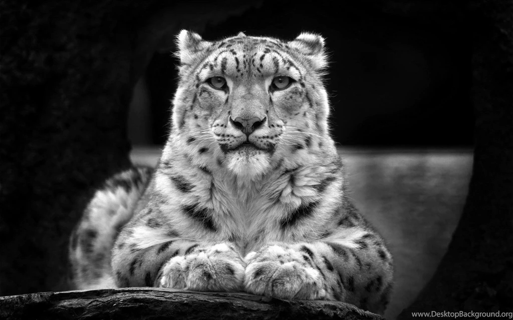 Animals & Birds Black And White Snow Leopard Wallpaper. Black And ...