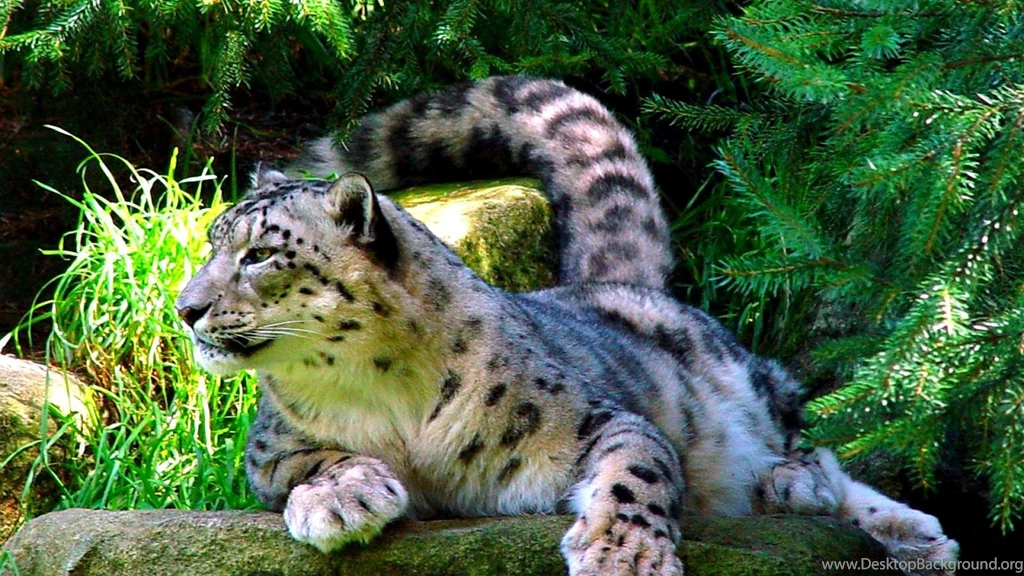 White Leopard Wallpapers (