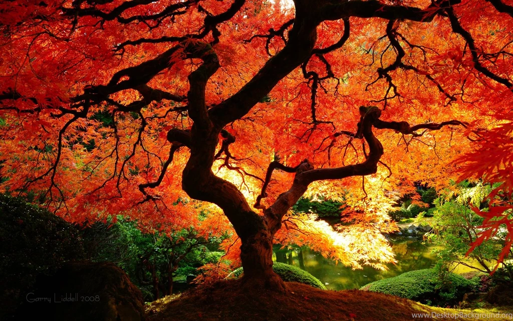 Fall Pics
