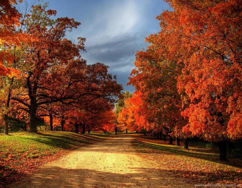 Fall Leaves Collection (41+)
