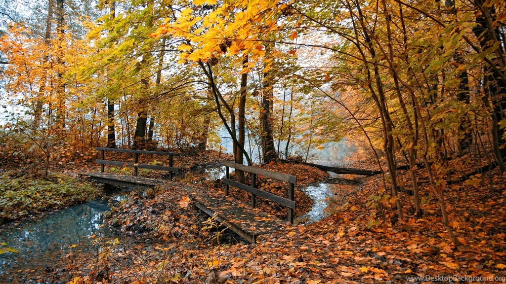 Fall Colors