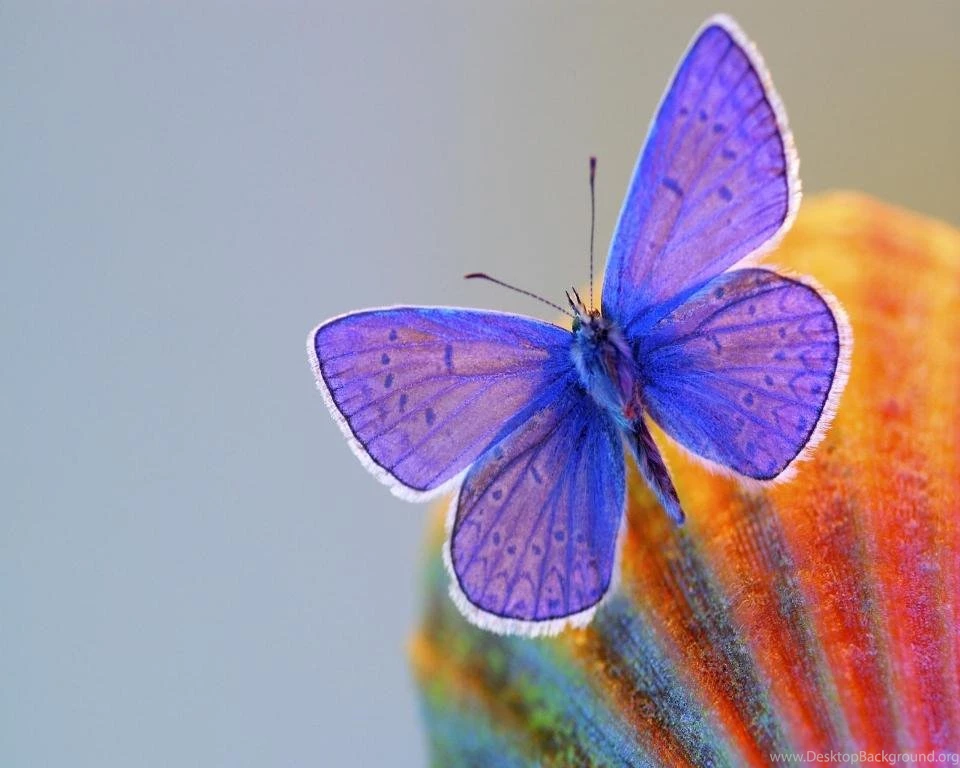 Download Butterfly Hd Wallpapers