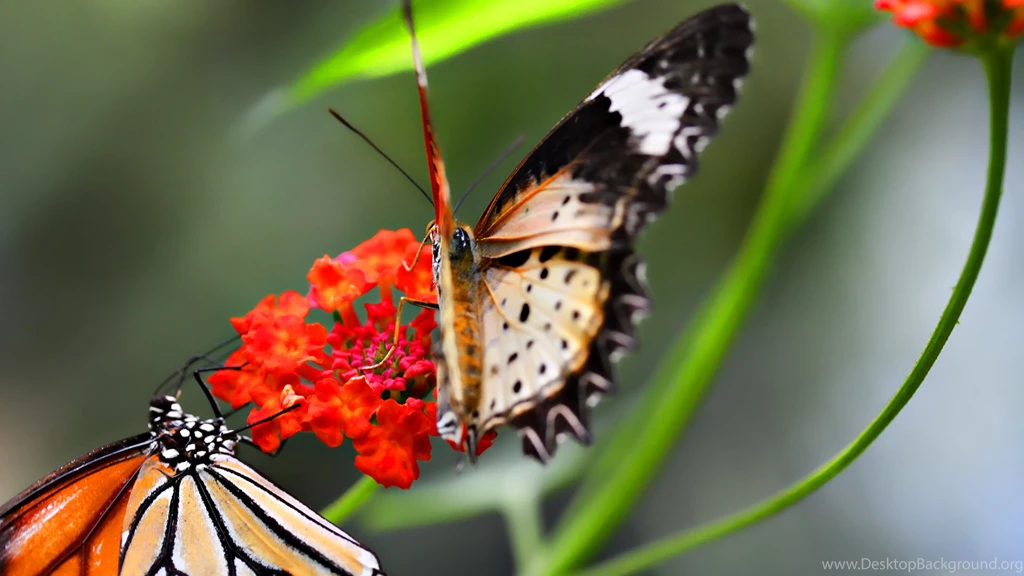 Animals Wallpapers Photos Desktop Wallpapers 1920x1080