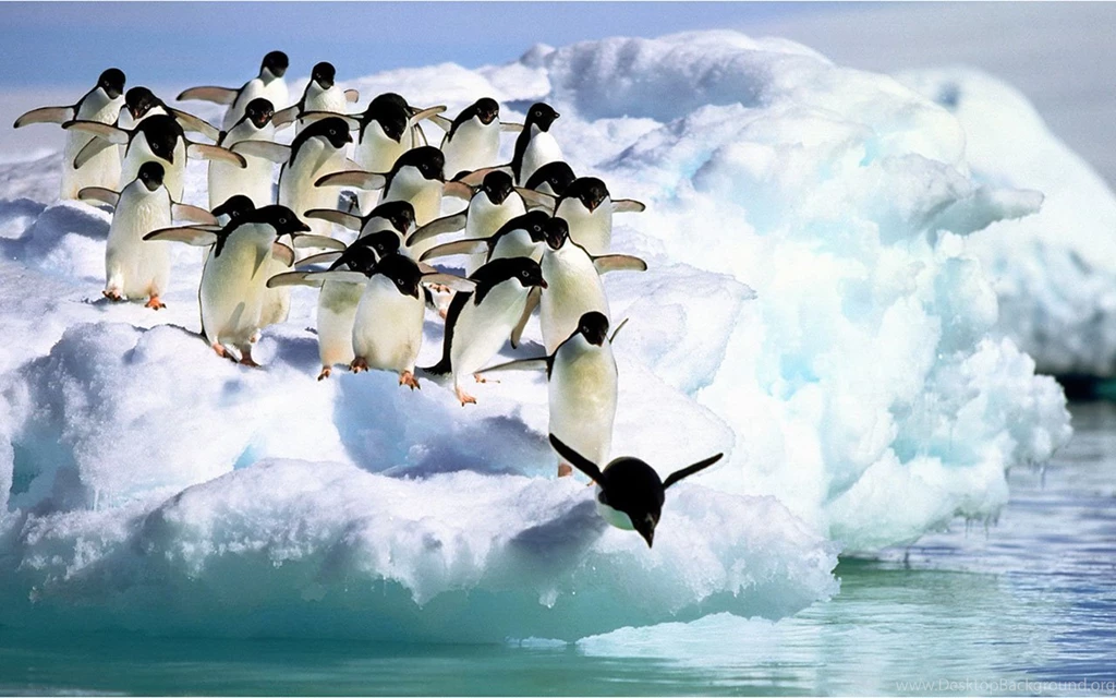 Webshots January Animal Desktop Wallpapers 9 － Animal Wallpapers ...