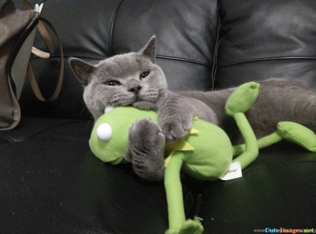 Butters Loves His Kermit Funny CuteImages.net