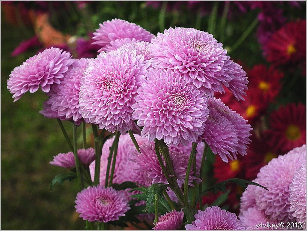 Pink Color Chrysanthemum Wallpapers