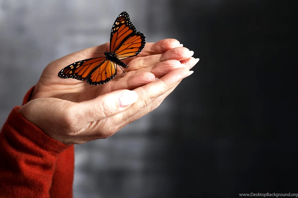 Pink Butterfly Wallpapers Hd For Desktop Backgrounds