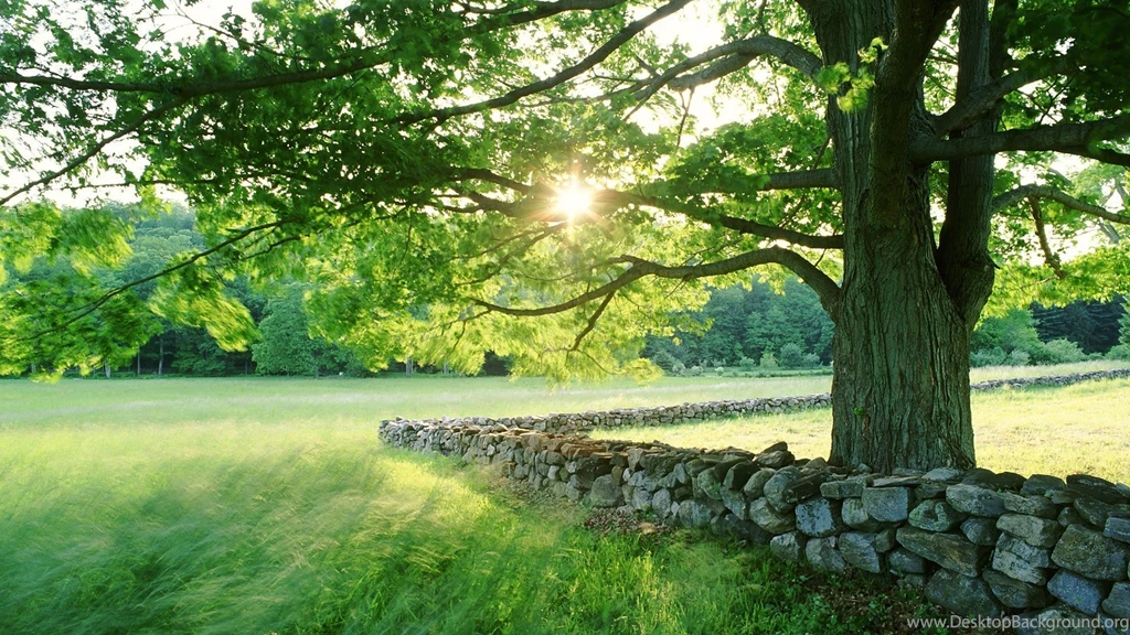 Forest Trail Of Green Trees Hd Desktop Wallpapers Hd Desktop ...