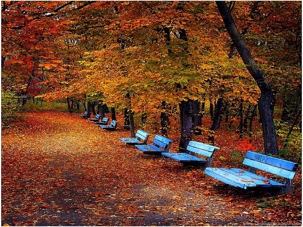 Fall Trees Desktop Background, Wallpaper, Fall Trees Desktop ...