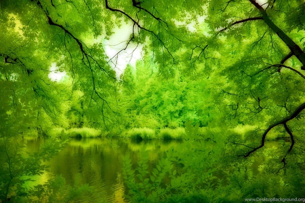Forests Green Forest Nature Trees Wallpapers For Desktop ~ Forests ...
