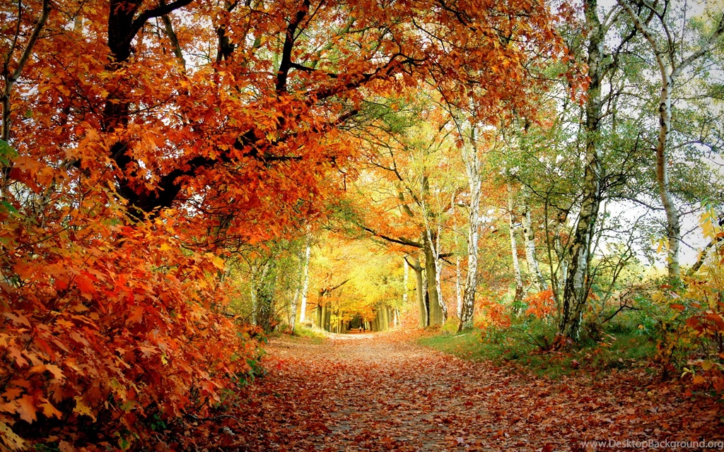 Summer Trees Desktop Backgrounds