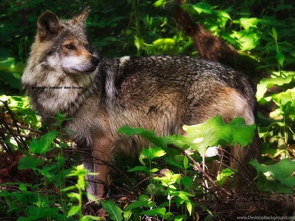 Dogs: Did Everybody Dogs Animals Wolf Trees Desktop Backgrounds ...
