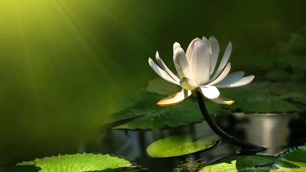 Water, Nature, Lily, Wallpaper, Wallpapers, Jpeg 39297 GALAXY ...
