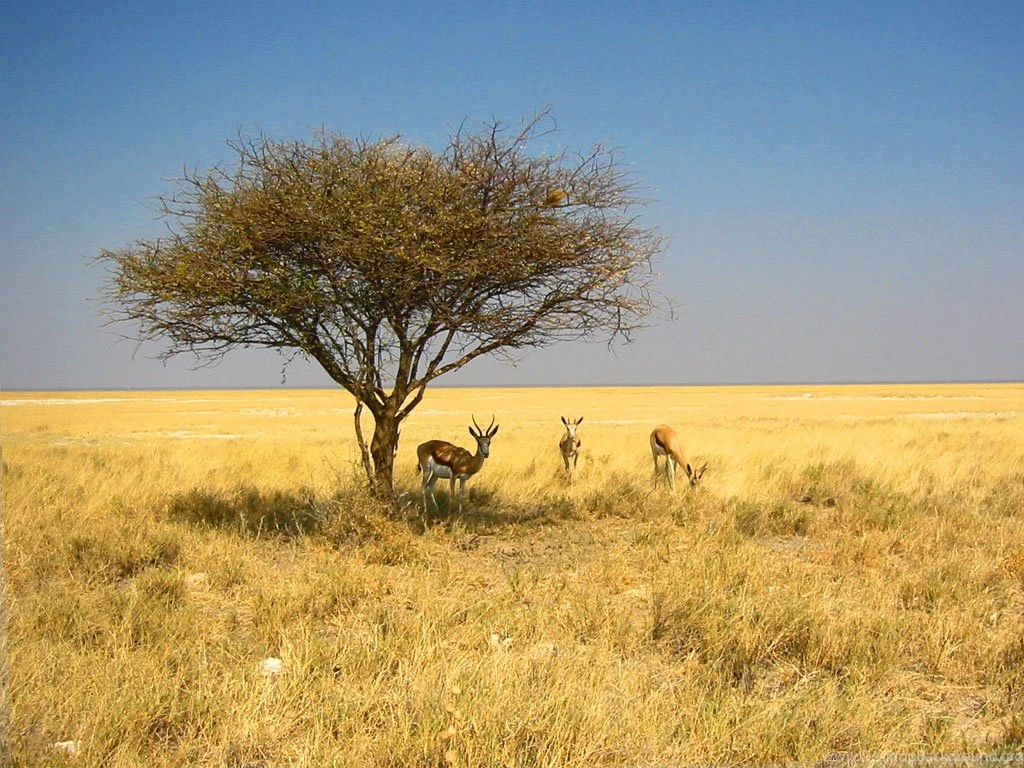 Namibia Wallpapers: Desert, Dunes, Zebra, Etosha National Park ...