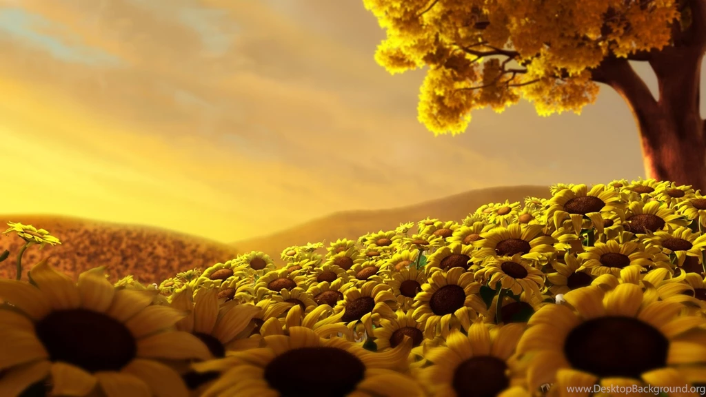 Sun Flower World HD Wallpapers
