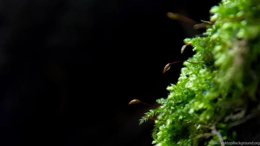 Nature Grass DeviantART Wallpapers