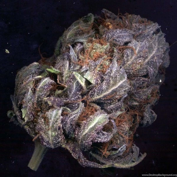 Purple Haze Marijuana Strain Review And Pictures