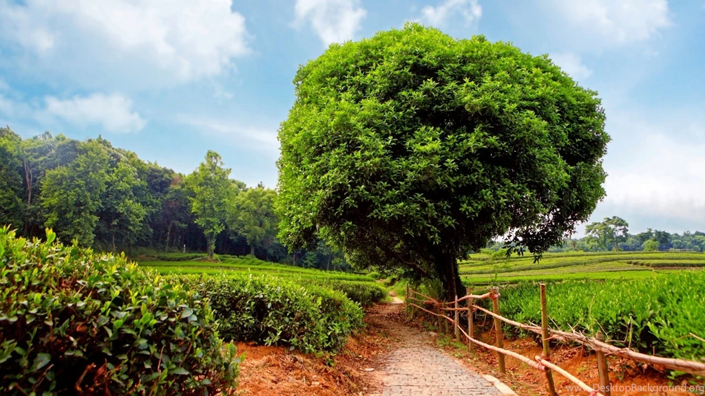 Nature Wallpaper: Landscape 1080p Wallpapers HD Resolution ...