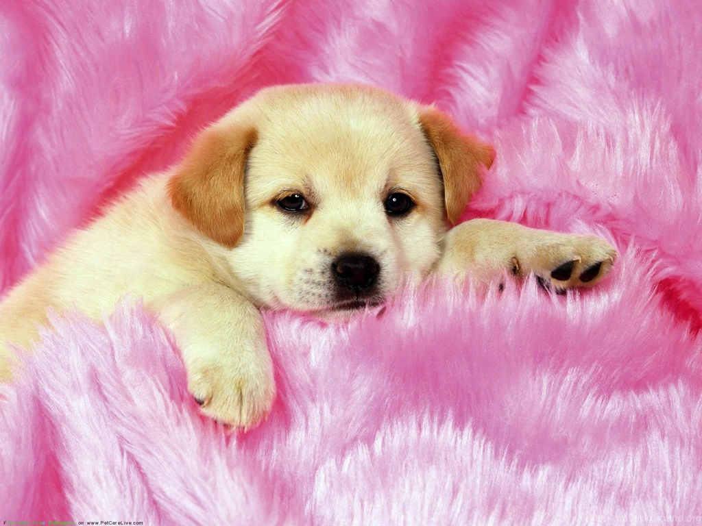 Cute Puppies Cute Puppy Puppys Cute Puppys Cute Puppy Wallpapers ...