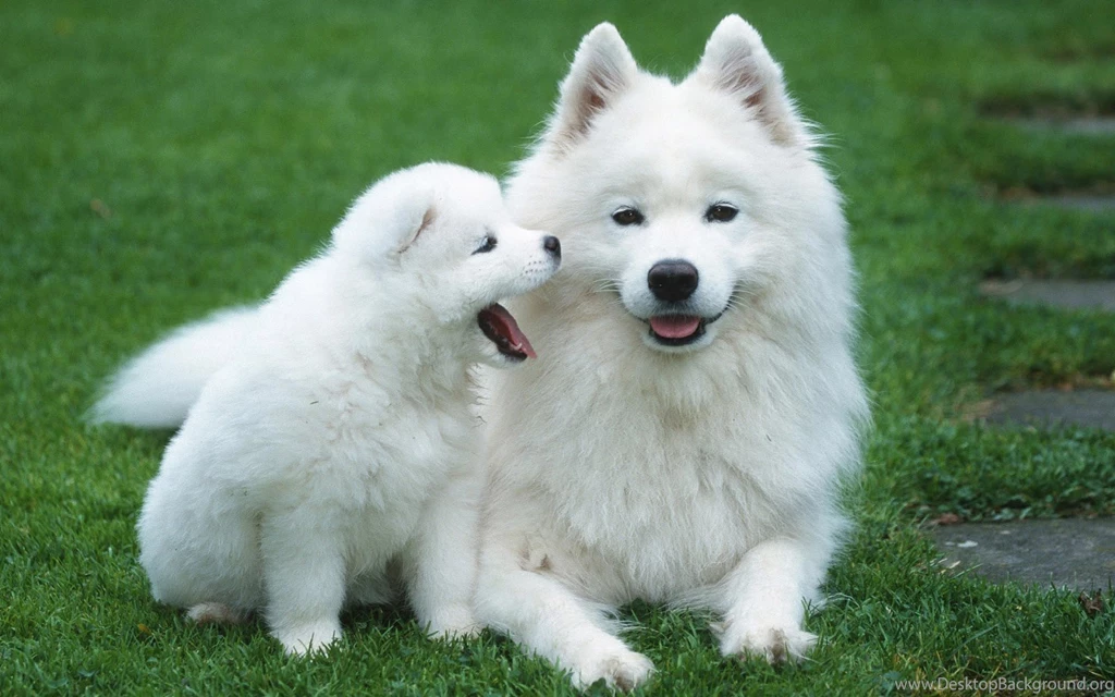 Cute Dog HD Wallpapers 2015 Etc FN