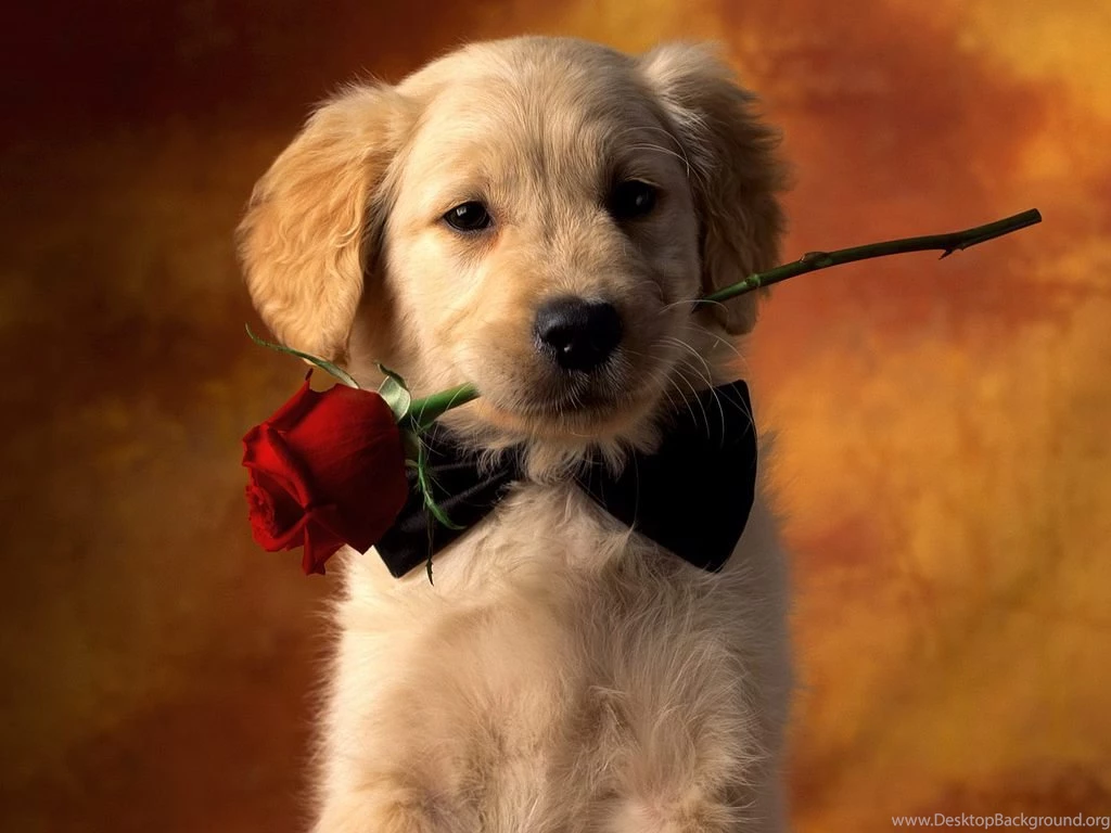 Cute Puppy Wallpapers Jpg PetPictures