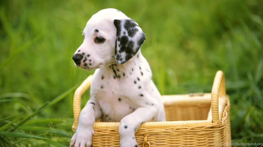 Cute Puppy Wallpapers 4076