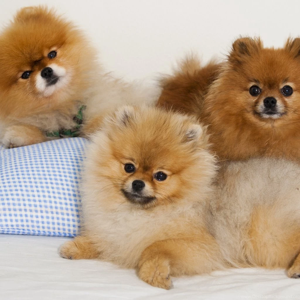 Beautiful Puppy The iPad Wallpapers, iPad Backgrounds, Best iPad ...