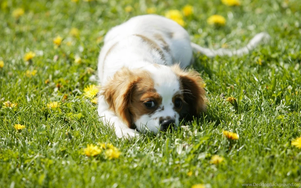 Dog Wallpaper